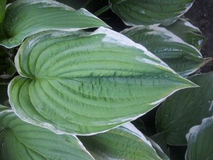 Hosta Hearts by the Summer House